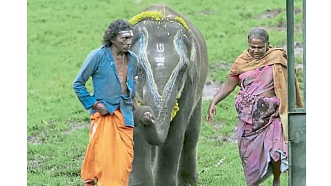 Elephant