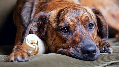 Dog Abuse in Delhi