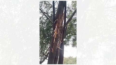 The intensity of the lightning was such that the tree was burnt.