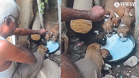 Dilip Sonwane is taking care of six puppies
