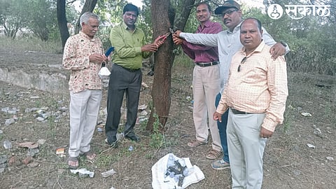 Dr. Sudesh Ghoderao, Vijay Khanderao Rajesh Jadhav, Rajesh Shinde, police constable Nasir Sheikh, Vishwas Ghule while taking down the dolls planted on the acacia tree in Gorewadi under police protection.