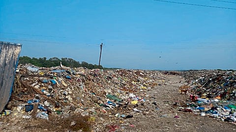 kandalvan raising awareness mangrove waste management system Biodiversity