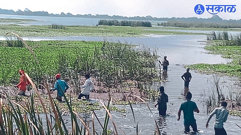 Panveli removal work started in Nandoormadhmeshwar bird sanctuary.
