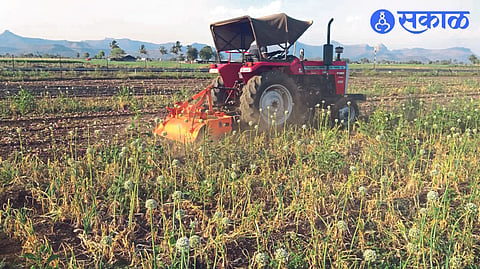 Frustrated by defective seeds unseasonal rains and falling price of onion farmer destroyed onion farm