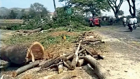 Tree Cutting