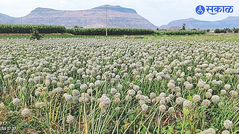 Onion Dongla crop in Sanjay Bachhao's farm