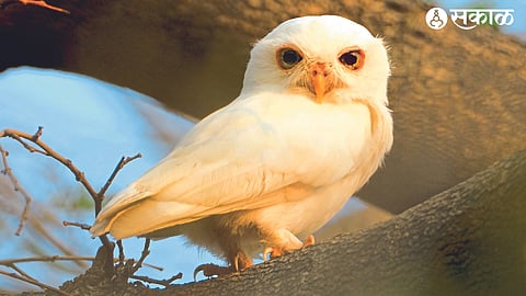Leucistic Owl