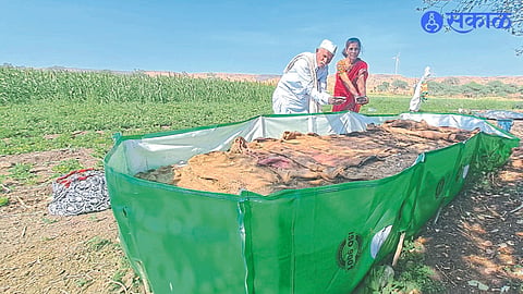 A semi-enclosed facility for goat rearing.