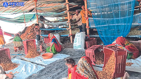Laborers during currant grading process in currant shed.