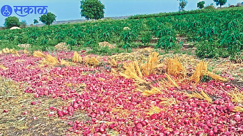 905 hectare crop damage due to unseasonal rain in district jalgaon news