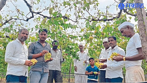 A farmer showing a rotten grape