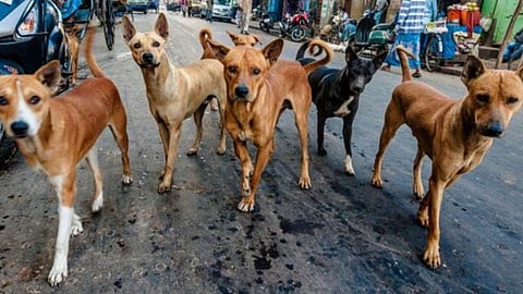 sterilization surgery dogs 950 rupees per dog 10 thousand free dogs in ahmednagar