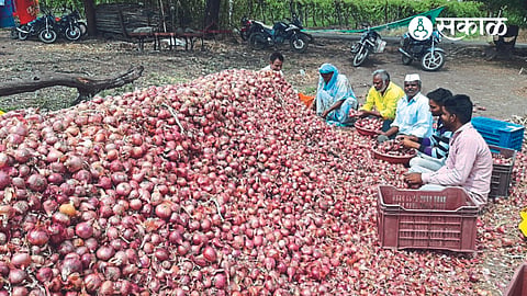 Tope Kuntubiya while picking onions from chali soaked by untimely rains