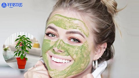 Benefits of Tulasi for Skin