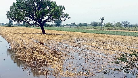 farmer agriculture