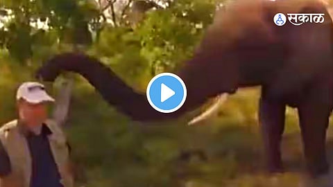 elephant