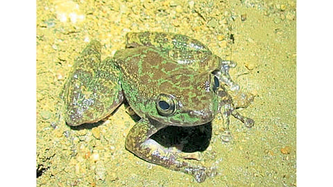 Frog