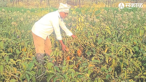 Farmer Sunil Gawli showing that Galian variety of brinjal in field damaged by hail