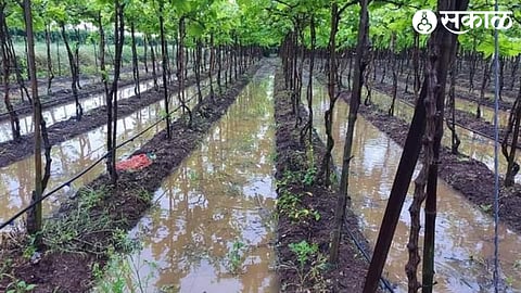 Unseasonal Rain Grapes Crop Damage