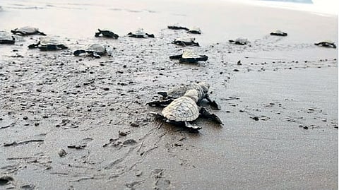 turtle Conservation campaign Forest Department in Diveagar Alibag