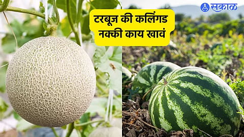 Watermelon Vs Melon
