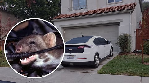 Rat In Car