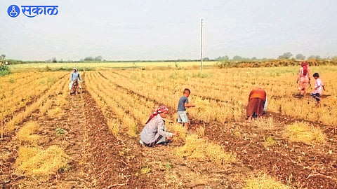 Farmers harvesting crops as per the advice of Agriculture Meteorological Centre.