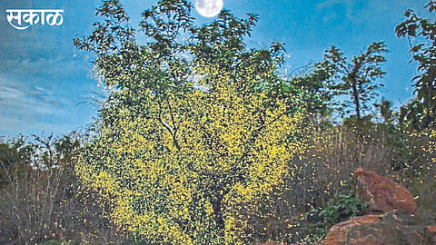 kajwa mohotsav