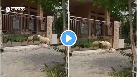 Viral Video