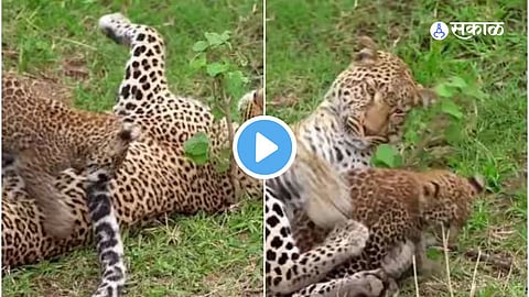 Video Viral