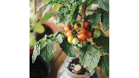 Plant