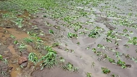 Rain