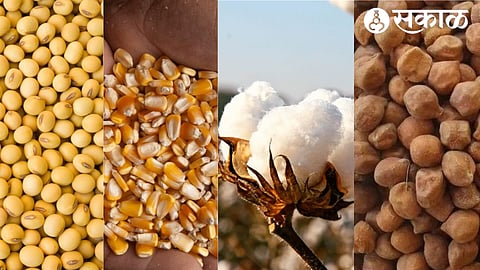 Soybean.