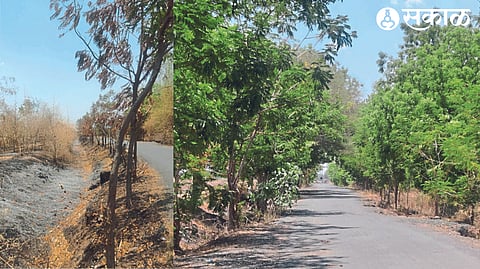 Burnt tree on Hingona road and previous state of trees