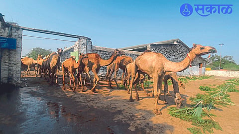 organization is spending Rs 300 per camel per day panjharpol nashik news