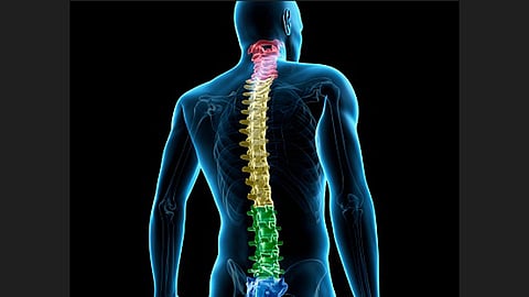 Spine