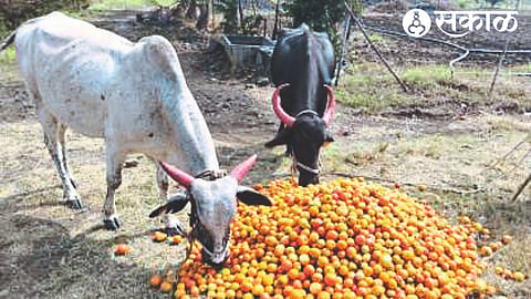 Tomato given to animals as tomato fetches high prices