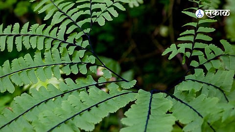 Antidiabetic Plants