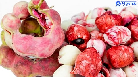 English Chinch Benefits : कोलेस्ट्रॉल, मधुमेह नियंत्रित ठेवण्यासाठी औषधे नको, विलायती चिंचा खा !