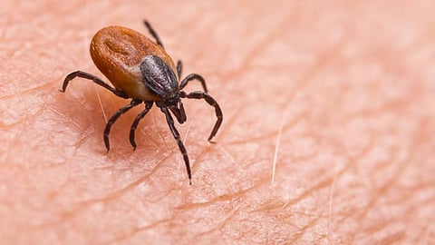 Powassan Virus