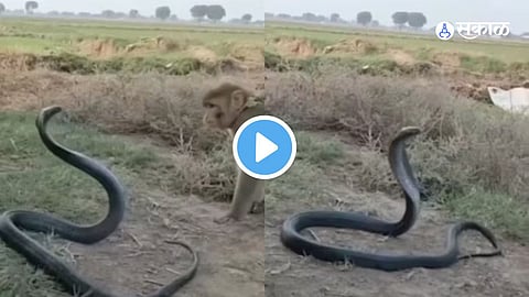 Video Viral