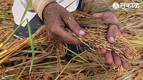 unseasonal heavy rain crop damage