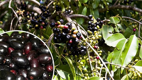 purple fruit