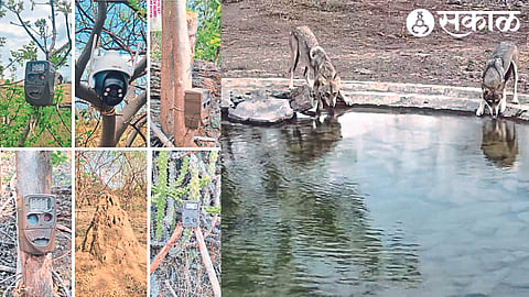 Wildlife caught on camera in Rajapur-Mamdapur forest boundary and camera in forest