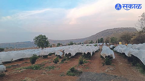 A net cover on Sagar Bhamre's pomegranate garden.
