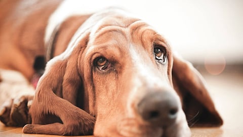 Dogs Cry at Night