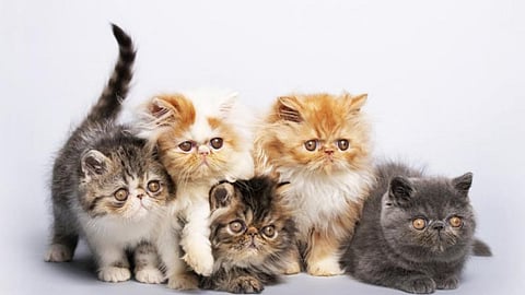 persian cat