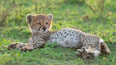 Cheetah News