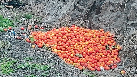 tomatoes file photo