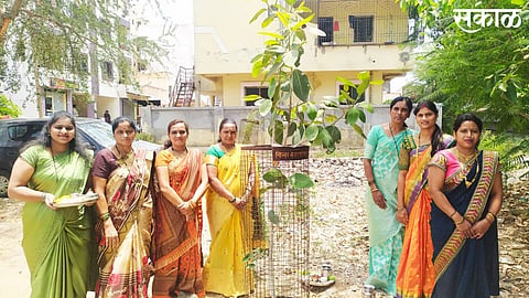 The women of Vrikshamitra Foundation of Sanjeevani Nagar planted trees on the day of Vatpurnima with the message 'Plant trees, live trees'